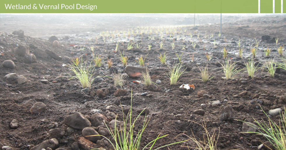 Melton Design Group, a landscape architecture firm, designed the bioswale plantings at Verbena Fields in Chico, CA. 